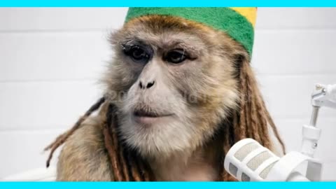 What Should I be when I grow up Ep2 Emerald Island