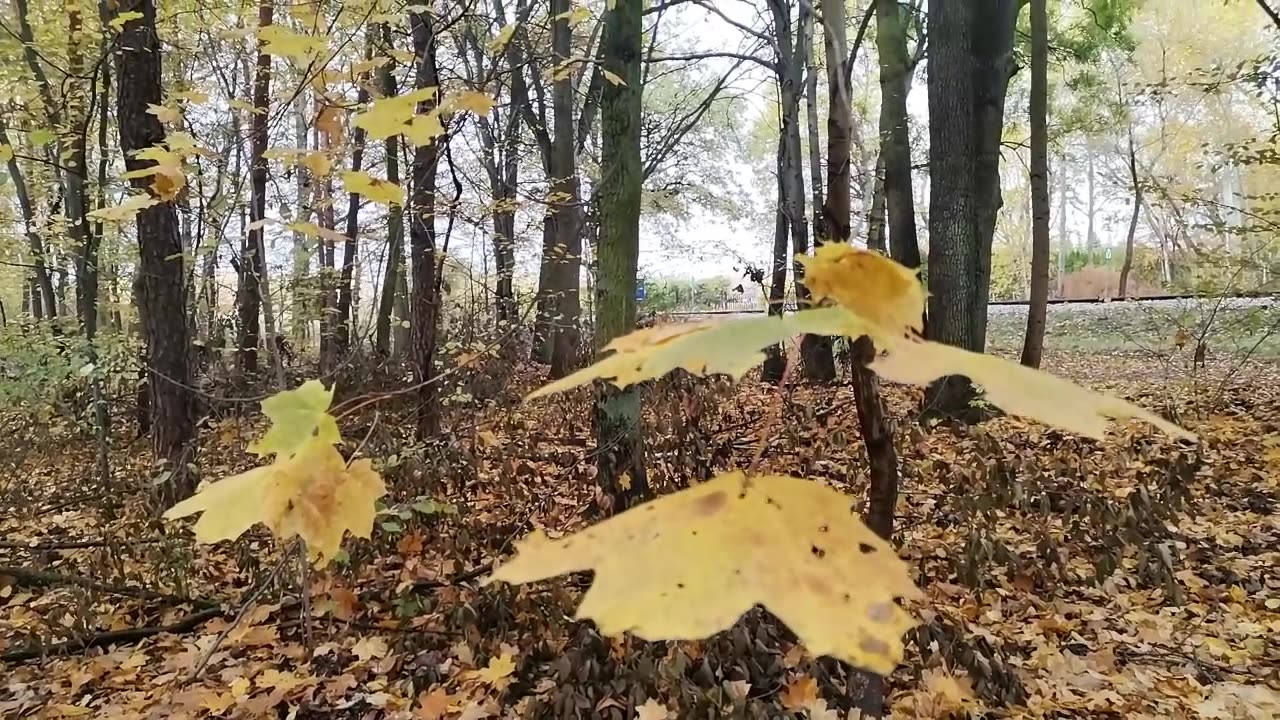 godność ...