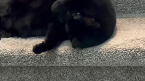 Cute Precious Piper Plays and Stretches -My Adopted Shelter Cat Vlog #shorts