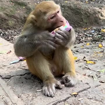 Germaphobe Monkey 🐒🤭🤣😂