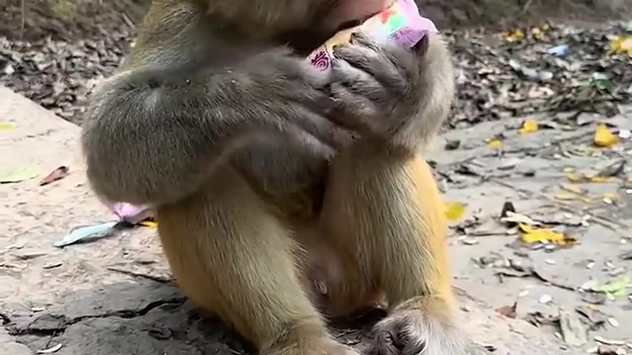 Germaphobe Monkey 🐒🤭🤣😂