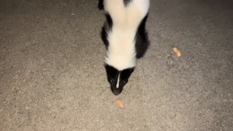 Striped fart squirrel