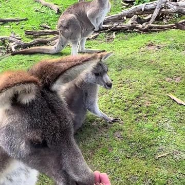 Feeding kangaroos