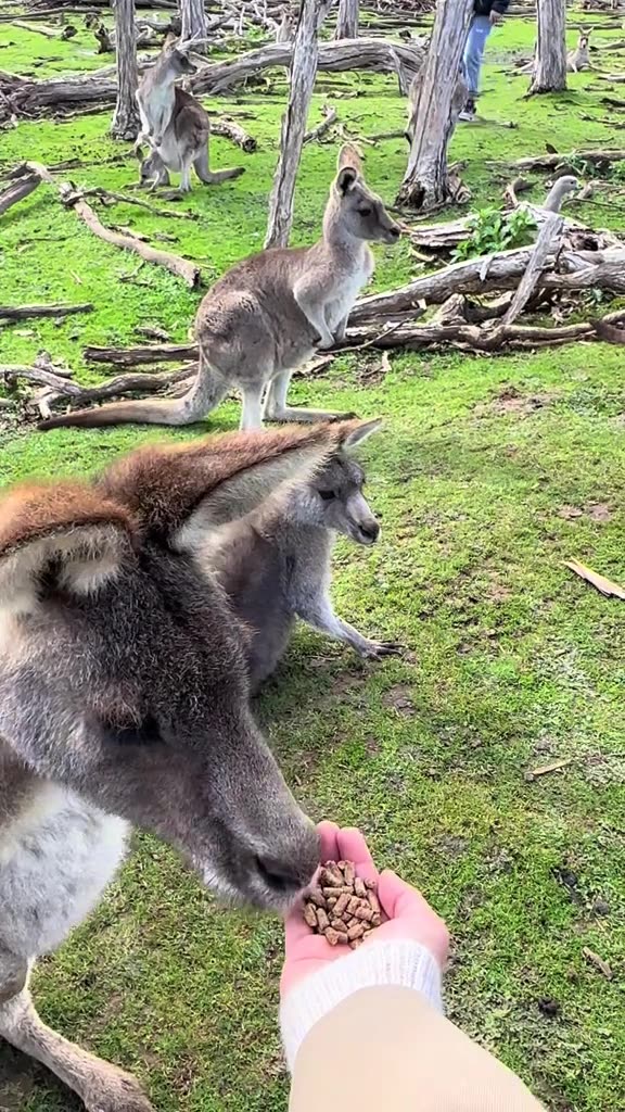 Feeding kangaroos