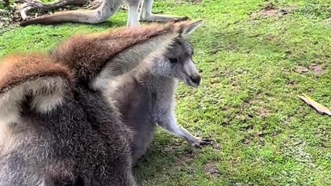 Feeding kangaroos