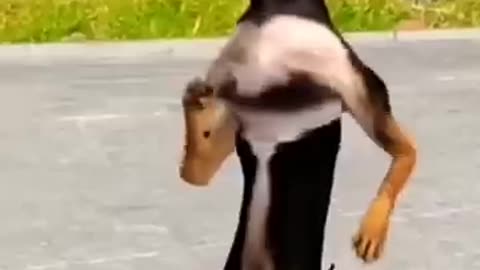 PATLI KAMARIYA😂 FUNNY ANIMAL VIDEO 😂😂😂