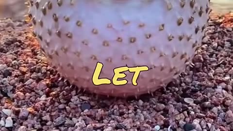Funny Animals