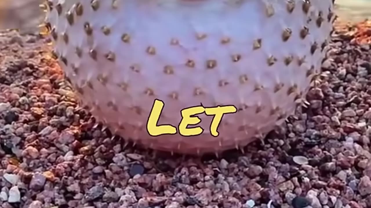 Funny Animals