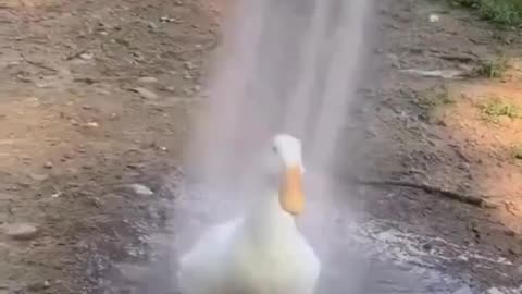 Loves A Shower