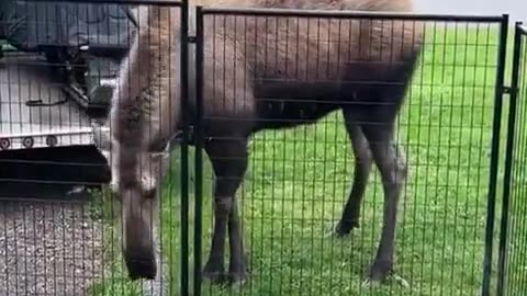 😲🦌 You Won't Believe How This Moose Was Saved by a Fence! | FunFM