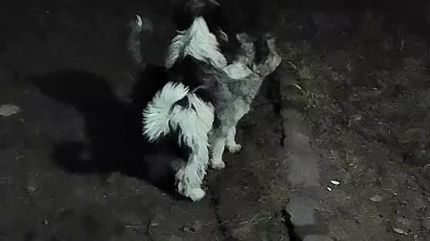 Los Perritos jugando en la oscuridad