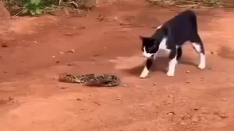 Misunderstanding