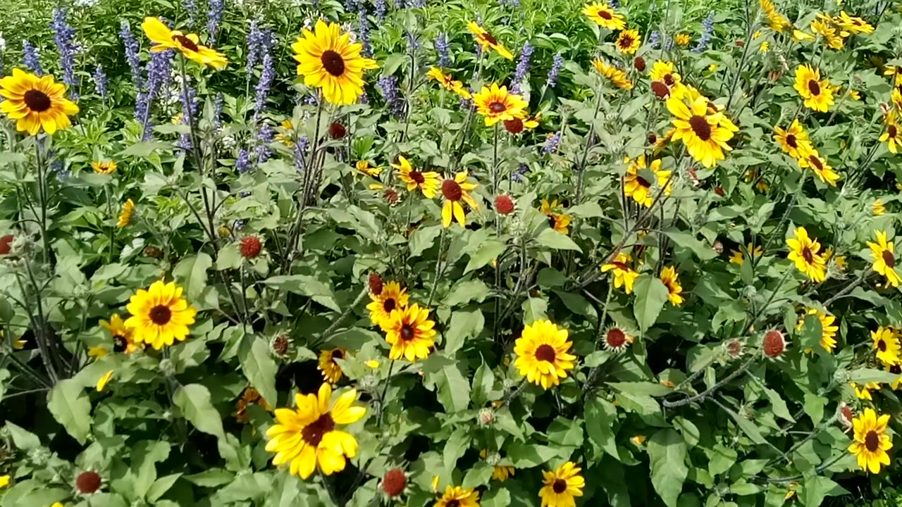 Bee's at work in Prescott Park