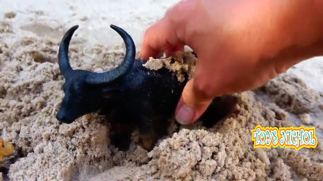 Looking for Horses and Sheep Buried in the Sand to Take to the Stables