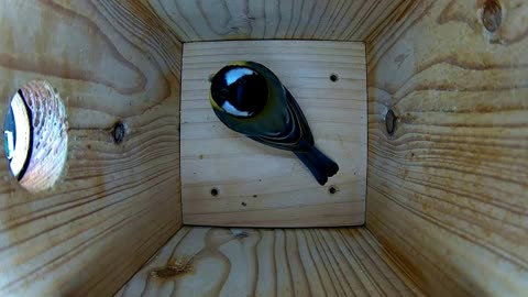 Great tit: A modest home! But silence and that camera! 📹