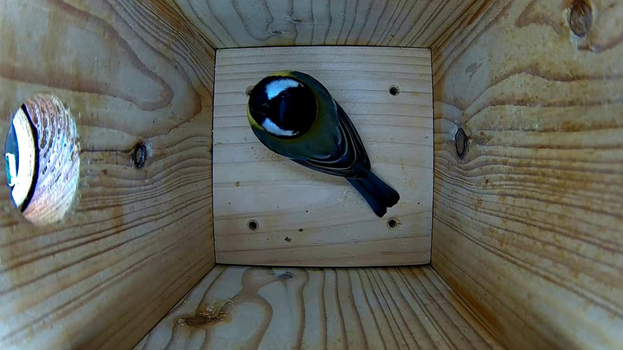 Great tit: A modest home! But silence and that camera! 📹