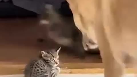 “I protect you little one” 😊