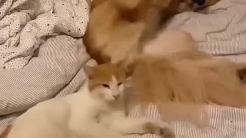 dogs vs cats