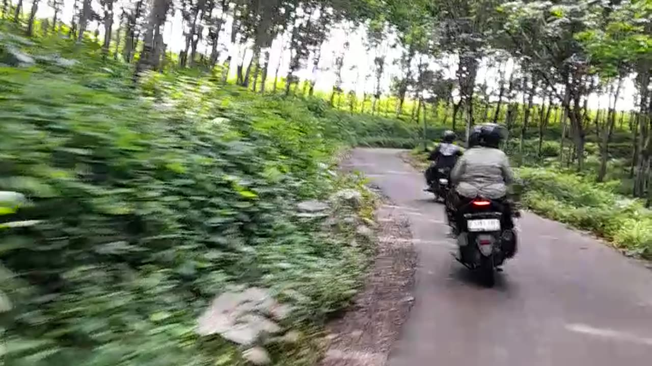 Mountain Wildlife Encounters