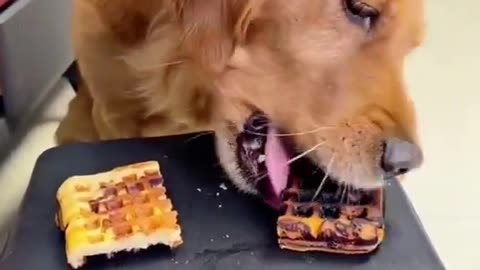 Smart Dog Makes A Decision Between A Burnt And Not Burnt Treat. The Ending Will Shock You!