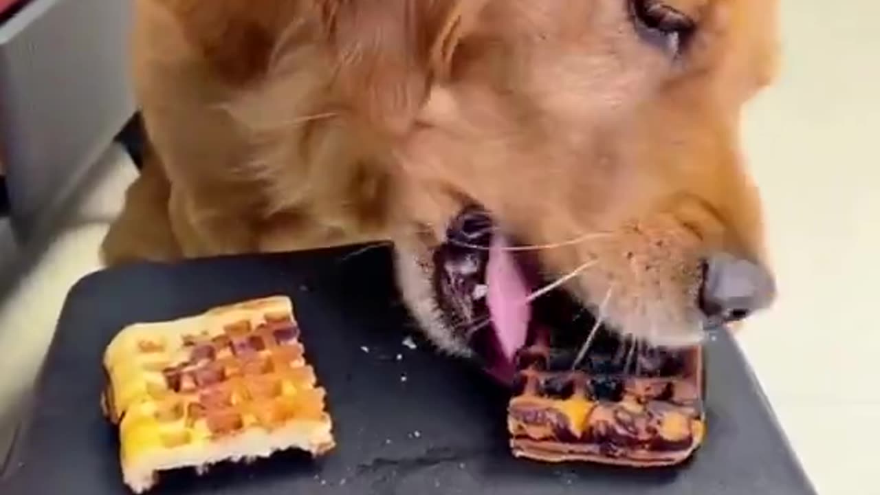 Smart Dog Makes A Decision Between A Burnt And Not Burnt Treat. The Ending Will Shock You!