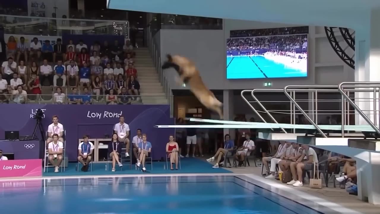 Olympic-Level Dog Diving: Watch These Pups Make a Splash!