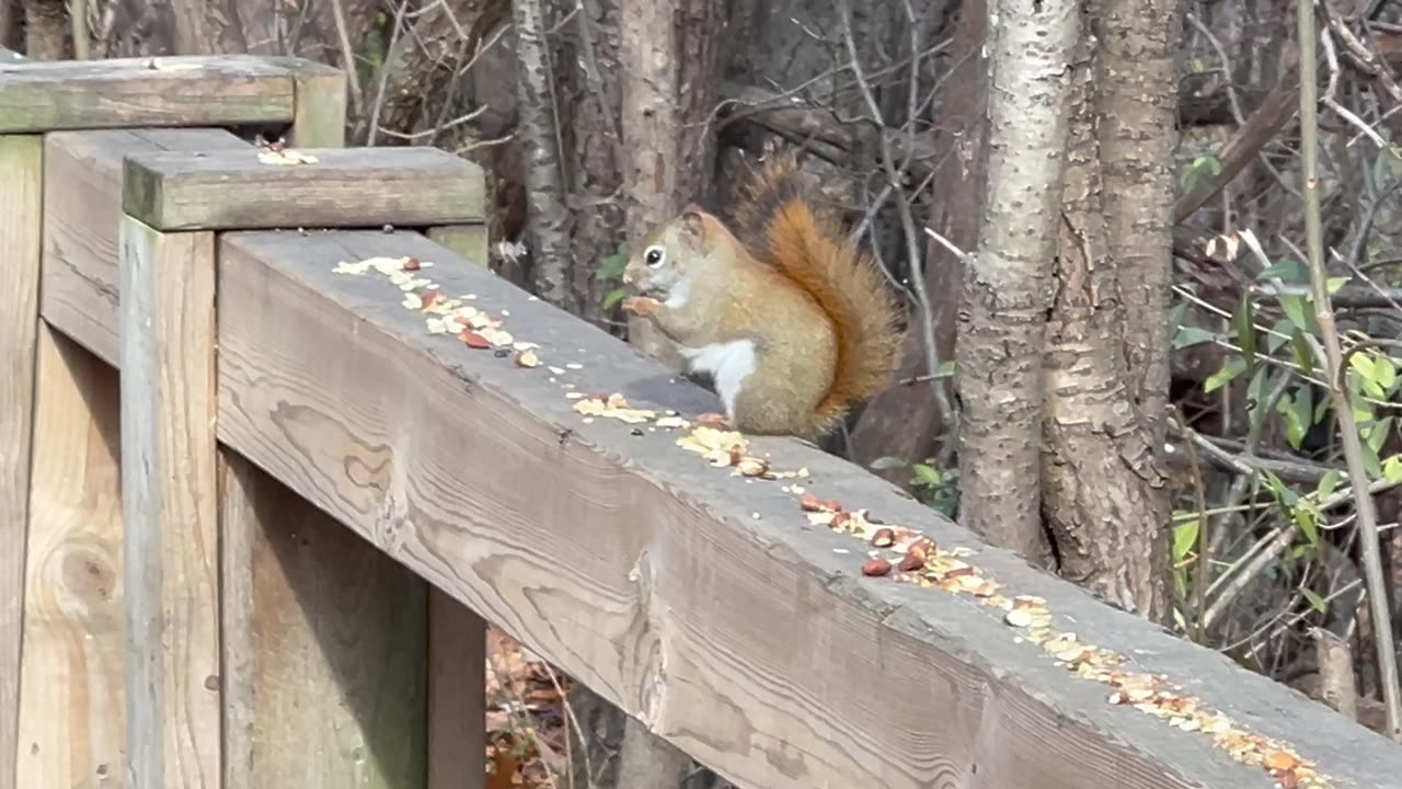 Quality time spent with Blue Jays and Red Tail Squirrel