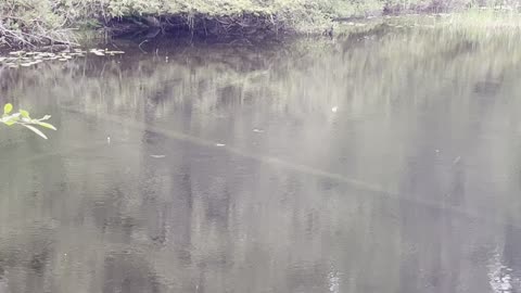 Duck Lake Powell River BC Fish feeding.