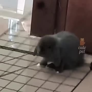 Funniest Animal Fails #viral #ylyl #animals #funnypets