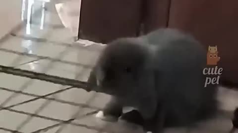 Funniest Animal Fails #viral #ylyl #animals #funnypets