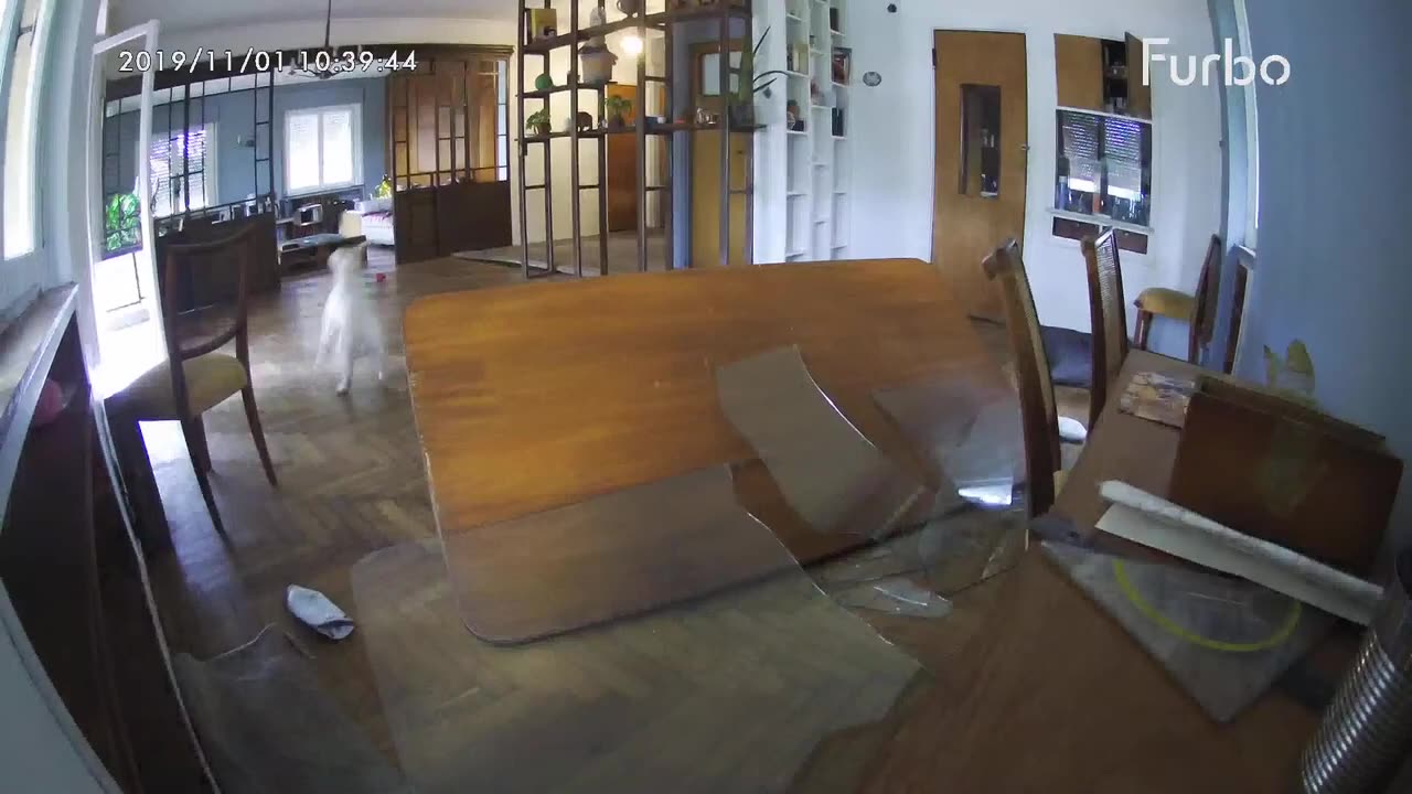 Glass table shattered under dog while home alone _ Furbo Dog Camera
