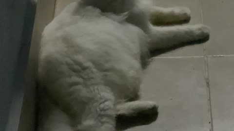 Cat cute