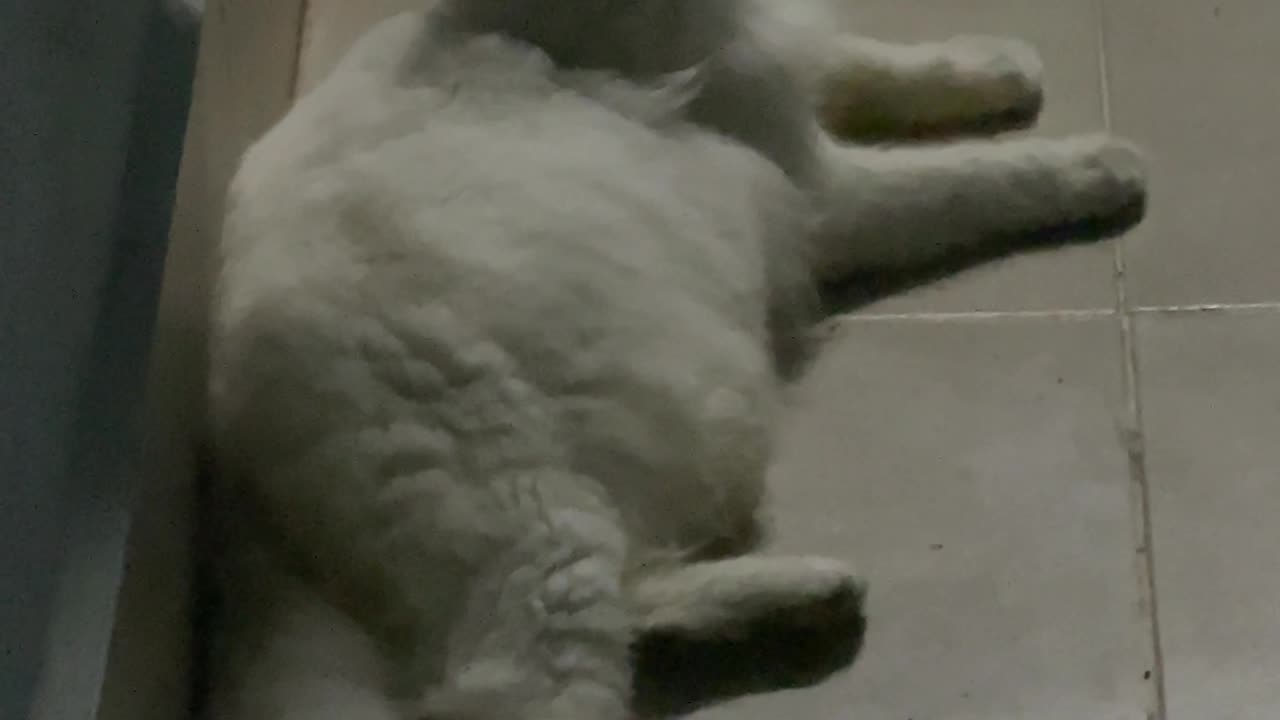 Cat cute