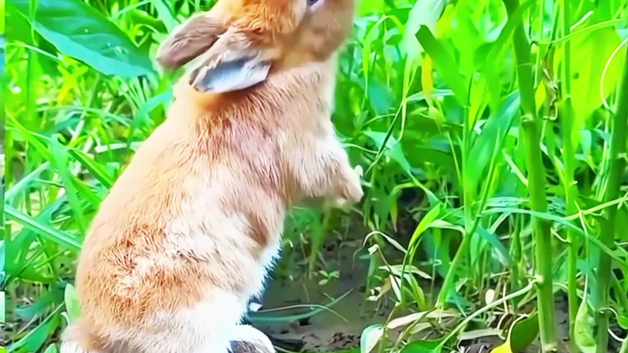 Funny cute rabbit| funny Rabbit| #short rumble