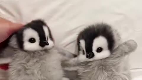 baby animals, penguin antics, penguin lovers, animal videos, penguin waddling