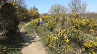 Dartmoor Diner Roborough Downs to Drakes leet to Yelverton Devon England walk in April