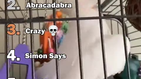 "The Parrot Squad Is Out of Pocket Again 😅"