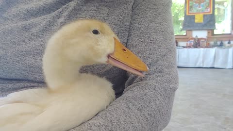 Duckling Requires Emotional Support