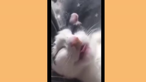 Funny Animal Videos __ Funny And Cute cat And Dog Videos