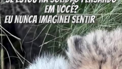 Saudades dos bons compositores.