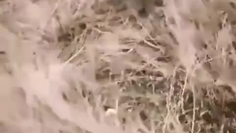 Reclutamento di altra carne da cannone in Ucraina