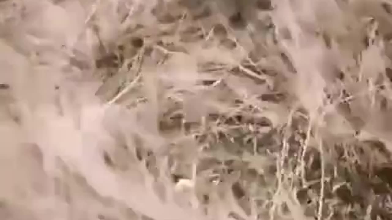 Reclutamento di altra carne da cannone in Ucraina