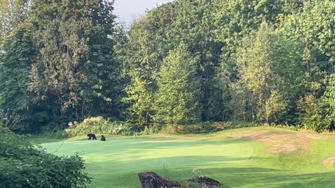 Bear Cub Playing With Golf Course Flag