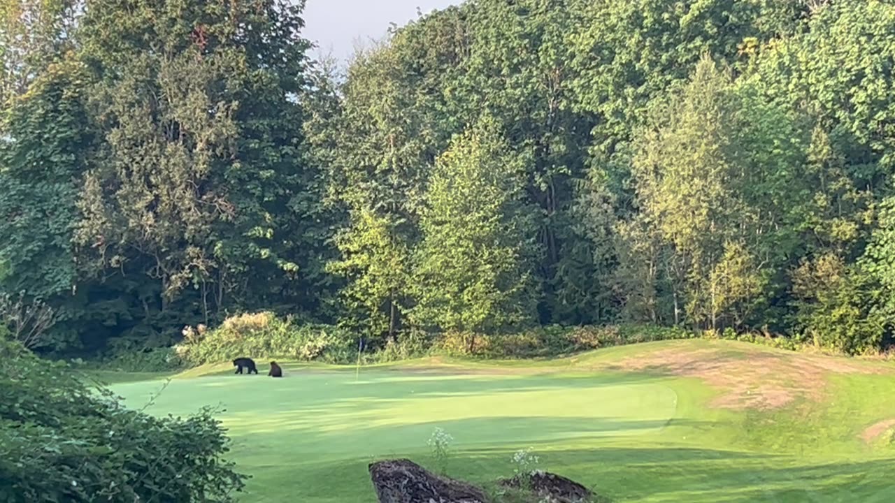 Bear Cub Playing With Golf Course Flag