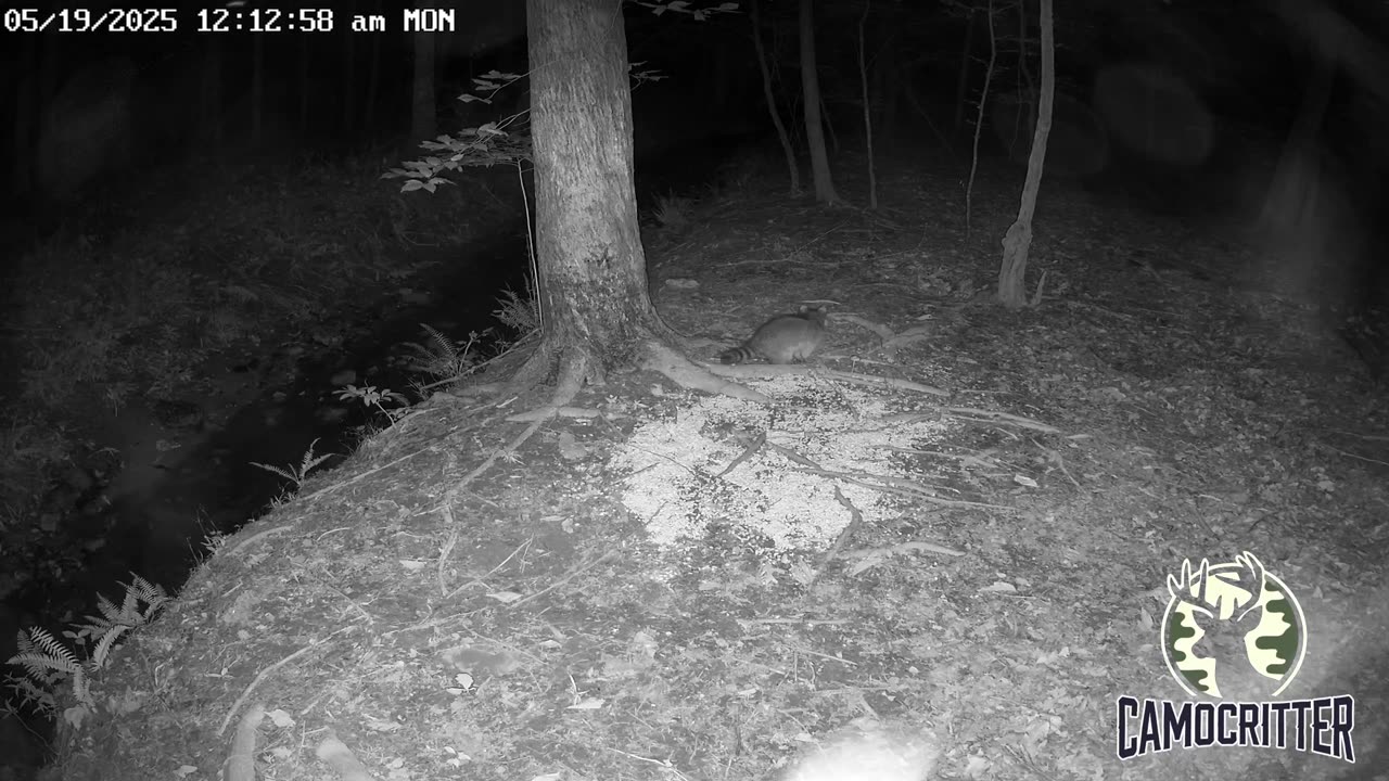CamoCritter Critter Cam Live Stream