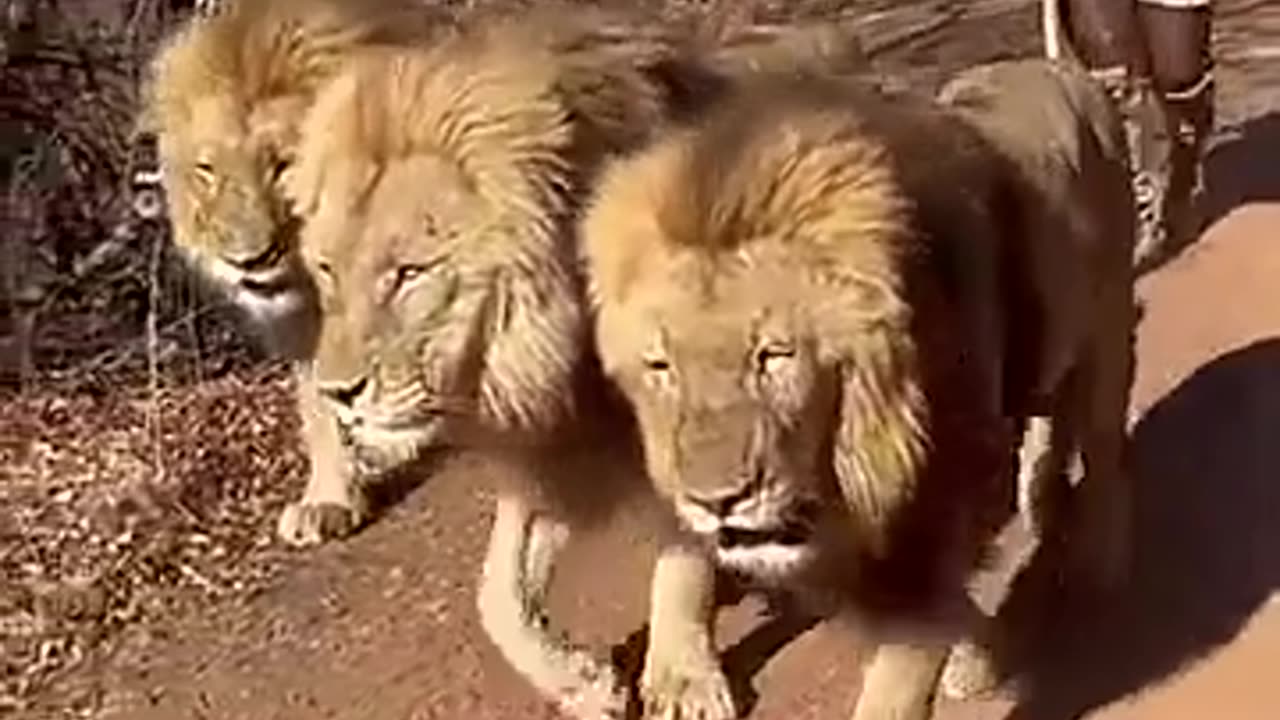 Older Lions