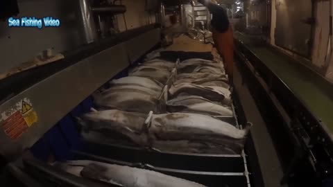 Amazing Automatic Longline Fishing Net Catch Giant Fish - Awesome big catching on the sea
