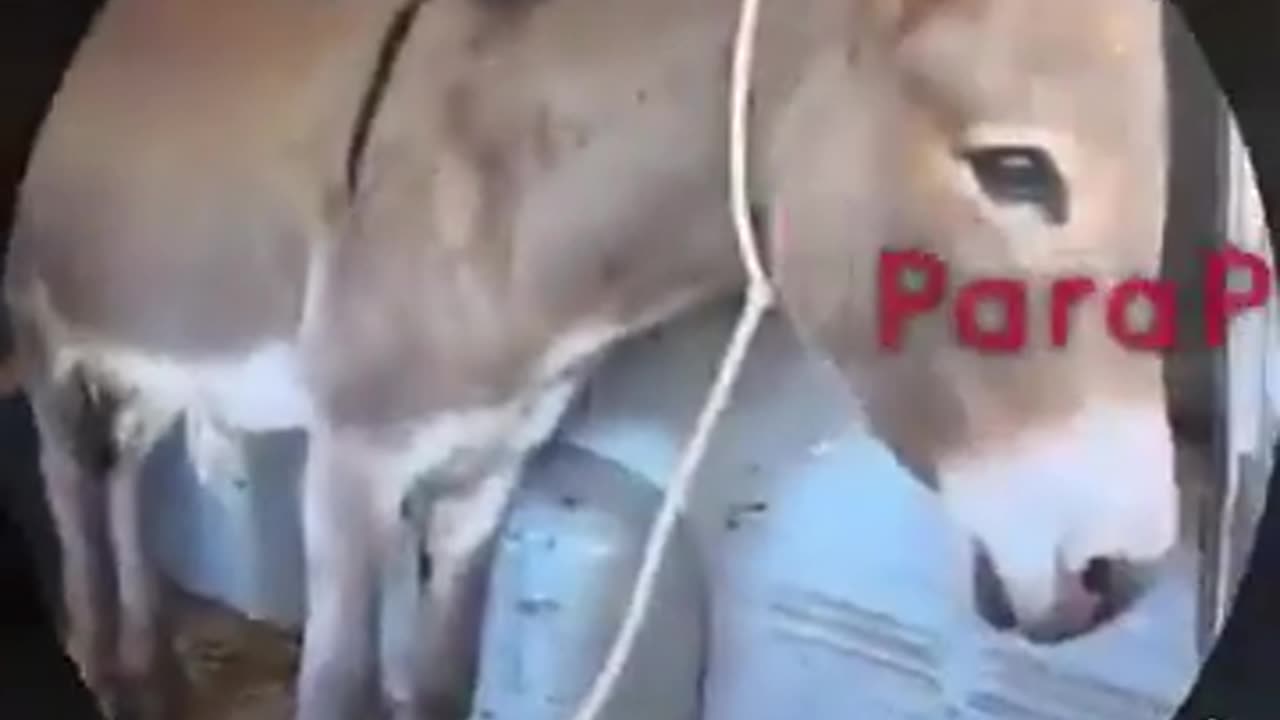 🐴😂 Ukraine Russia War | Russian Soldiers Inspect New Batch of Combat Donkeys | RCF