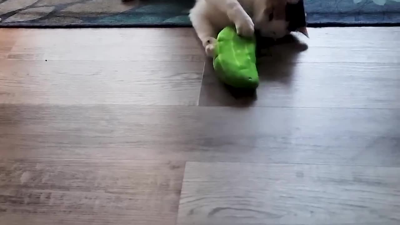 Adorable Kittens Hilarious Cat Videos