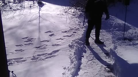 A section of the Golden Lion form